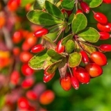 Žutika thunberga ruža sjaj