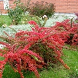 Žutika u pejzažnom dizajnu: prekrasne fotografije i savjeti
