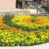 Neven su uspravni: sorte sa fotografijama