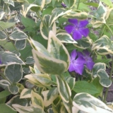 Raznobojni periwink: sadnja i njega, fotografije u pejzažnom dizajnu