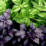 Bosiljak - šta je korisno, svojstva i upotreba