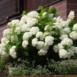 Bijela hortenzija: fotografija, sadnja i njega, sorte sa fotografij...