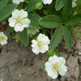 Bijela peterica za liječenje štitne žlijezde: recenzije, recepti, kako uzimati s čvorovima, s hipotireozom