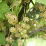 Bijela ribizla: njega i uzgoj