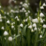 Ljetni belotsvetnik: opis, fotografija