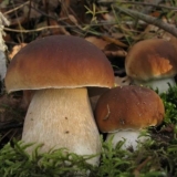 Bele pečurke: sa piletinom, govedinom, zecom i ćuretinom