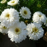 Bijele krizanteme: fotografija i opis sorti