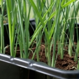 Bijeli luk setovi zvijezda: opis sorte, fotografije, recenzije