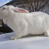 Bijeli div - rasa zečeva