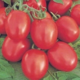 Benito paradajz: opis biljke i pravila sadnje