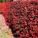 Evropsko vreteno: fotografija i karakteristike