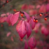 Krilati euonymus: compactus, chicago fire, fireball