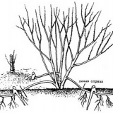 Biryuchina: fotografija i opis