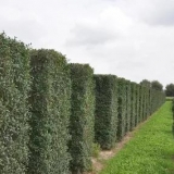 Libruka: sadnja i njega, fotografija