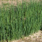 Povoljni dani za sadnju luka 2021