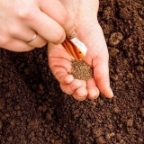 Povoljni dani za sadnju šargarepe