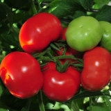 Paradajz blagovest: opis sorte, karakteristike i način uzgoja