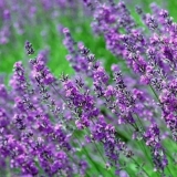 Bogorodska trava: šta je to, opis, svojstva