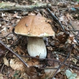 Bollet polu-bronza: opis i fotografija