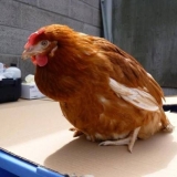 Bolesti domaćih pilića: simptomi i liječenje