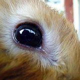 Bolesti oka kunića: liječenje + fotografija