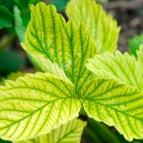 Bolesti hortenzije s opisom i fotografijom