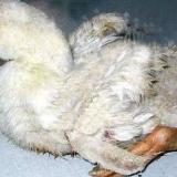 Bolesti guščara: simptomi i liječenje + fotografija