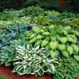 Hosta bolesti