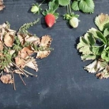 Bolesti i štetočine jagoda i njihovo liječenje