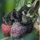 Bolesti i štetočine maline na slikama i njihov tretman