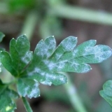 Bolesti i štetočine peršina: fotografije i njihovo liječenje, mjere suzbijanja