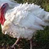 Bolesti purana, njihovi znaci i liječenje