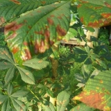 Bolesti kestena: fotografije i vrste