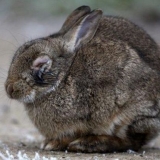 Bolesti kunića, simptomi i njihovo liječenje - nadutost