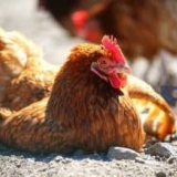 Bolesti pilića i njihovi simptomi, liječenje se prenose na ljude