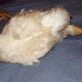 Bolesti šapa kod pilića i njihovo liječenje