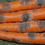 Bolesti šargarepe tokom uzgoja i skladištenja: borba protiv njih, fotografija