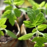 Bolesti sadnica paradajza