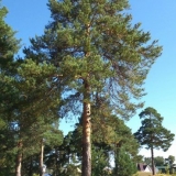 Bolesti bijelog bora i njihovo liječenje, fotografija