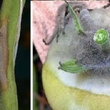 Bolesti paradajza: opis sa fotografijama