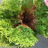 Tui bolesti: tretman u proljeće od štetočina i bolesti, fotografija