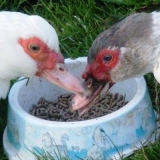 Bolesti pataka - simptomi i liječenje