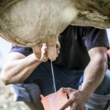 Bolesti vimena krava i njihovo liječenje