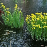 Močvarna perunika: žuta, plava, prozračna, fotografija cvijeća