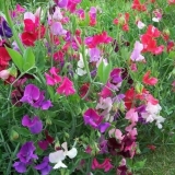 Granični donji jednogodišnji cvjetovi: fotografija i naziv