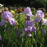 Bradati iris: sorte sa fotografijama i imenima, sadnja i njega