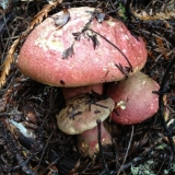 Borovik je lijep: kako izgleda, gdje raste, fotografija