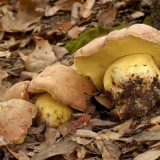 Vrganj adnexa (vrganj djevojački): opis i fotografija