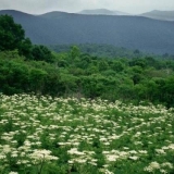 Hogweed: fotografija biljke, opekotine
