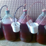 Braga od šljive za mjesečinu